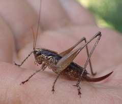 Yersinella raymondii