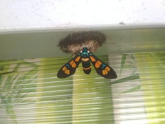 Euchromia horsfieldi