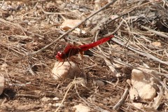 Crocothemis erythraea