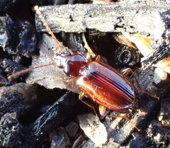 Trechus quadristriatus