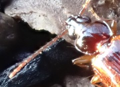 Trechus quadristriatus