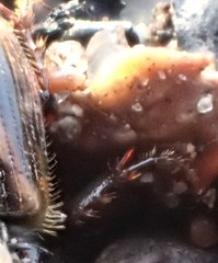 Chilothorax