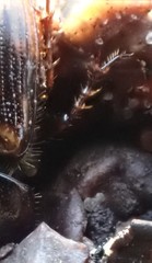 Chilothorax