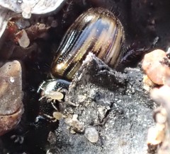 Chilothorax