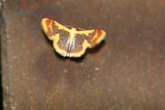 Idaea gemma