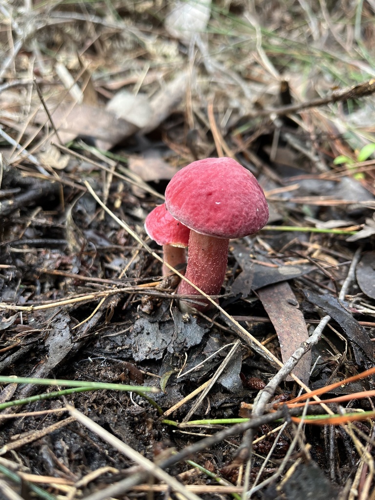 Boletellus obscurecoccineus · June 2025 · photo: © c_knut_lord (iNaturalist, cc-by)