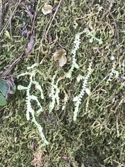 Geocalycaceae