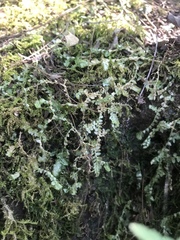 Geocalycaceae
