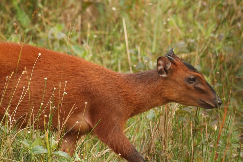 Black-fronted Duiker