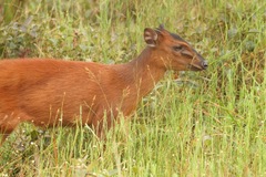 Cephalophorus nigrifrons