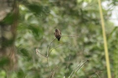 Bradornis fuliginosus