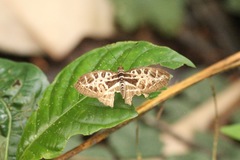 Catuna crithea