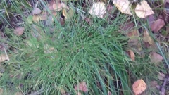 Equisetum sylvaticum