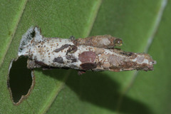 Psychidae