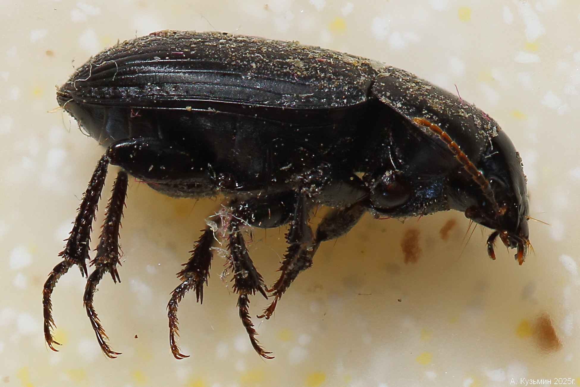 Жужелица Рыжая (Harpalus tardus)