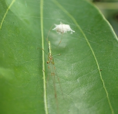 Tetragnatha hasselti