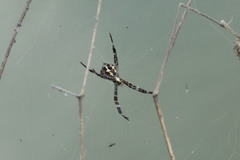 Argiope appensa