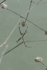 Argiope appensa