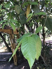 Campomanesia guazumifolia