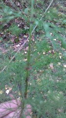 Equisetum sylvaticum