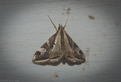 Agrioglypta excelsalis