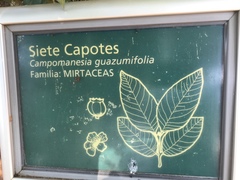 Campomanesia guazumifolia
