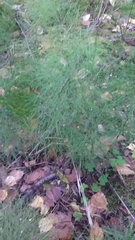 Equisetum sylvaticum