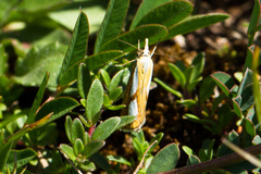 Catoptria