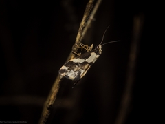 Philenora chionastis