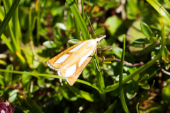 Catoptria