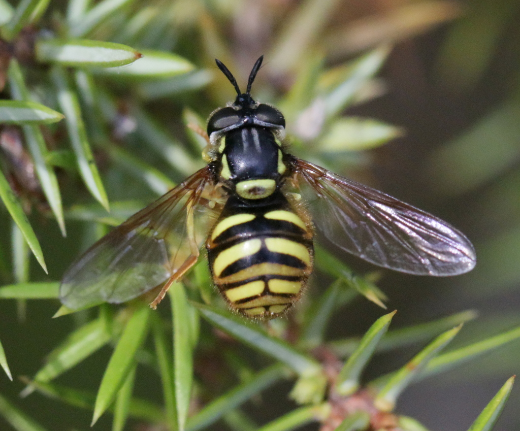 Chrysotoxum arcuatum