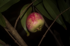 Syzygium boonjee
