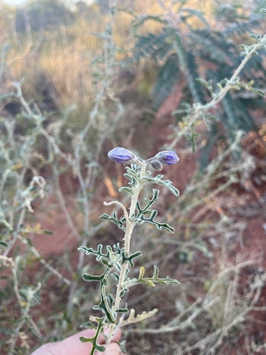 Bush Tomato