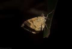 Chrysolarentia phaedra