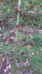 Equisetum sylvaticum