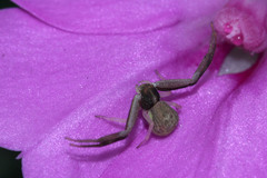 Thomisidae