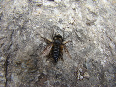 Grypoctonus