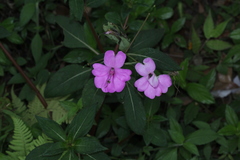 Impatiens platypetala