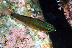 Ostorhinchus notatus