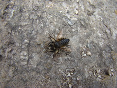 Grypoctonus