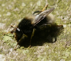 Criorhina ranunculi