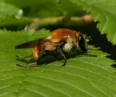 Criorhina floccosa