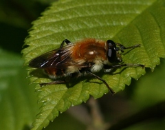 Criorhina floccosa