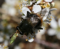 Criorhina ranunculi