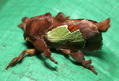 Spiny Oak-slug Moth