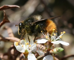 Criorhina ranunculi