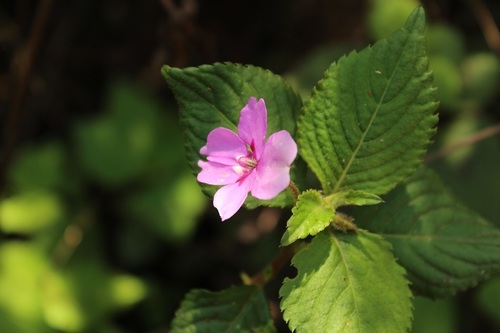 Image of Impatiens sylvicola by (c) Karen Eichholz, some rights reserved (CC BY)