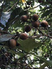 Campomanesia guazumifolia