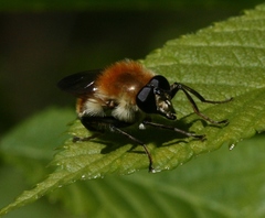 Criorhina floccosa