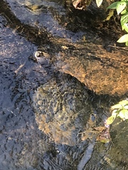 Phrynops williamsi